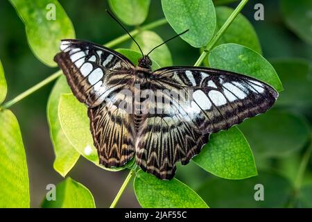 Blue Clipper Butterfly alias The Clipper Butterfly at the Butterfly Gardens, Middleton Common, Ditchling Common, East Sussex, Großbritannien.19.. Mai 2022. Stockfoto