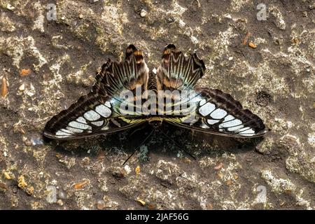 Blue Clipper Butterfly alias The Clipper Butterfly at the Butterfly Gardens, Middleton Common, Ditchling Common, East Sussex, Großbritannien.19.. Mai 2022. Stockfoto