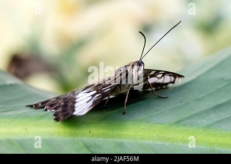 Blue Clipper Butterfly alias The Clipper Butterfly at the Butterfly Gardens, Middleton Common, Ditchling Common, East Sussex, Großbritannien.19.. Mai 2022. Stockfoto