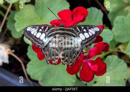 Blue Clipper Butterfly alias The Clipper Butterfly at the Butterfly Gardens, Middleton Common, Ditchling Common, East Sussex, Großbritannien.19.. Mai 2022. Stockfoto