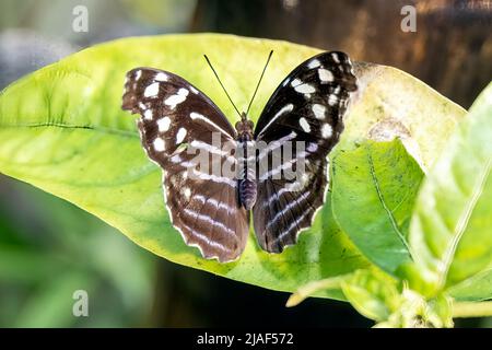 Blue Clipper Butterfly alias The Clipper Butterfly at the Butterfly Gardens, Middleton Common, Ditchling Common, East Sussex, Großbritannien.19.. Mai 2022. Stockfoto