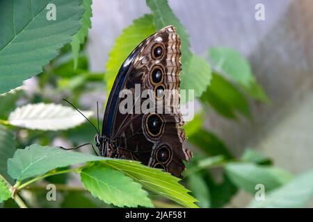 Common Blue Morpho Butterfly alias Peleides Blue Morpho, Common Morpho oder The Emperor at the Butterfly Gardens, Middleton Farm, East Sussex, Großbritannien. Stockfoto