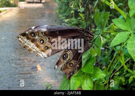 Common Blue Morpho Butterfly alias Peleides Blue Morpho, Common Morpho oder The Emperor at the Butterfly Gardens, Middleton Farm, East Sussex, Großbritannien. Stockfoto