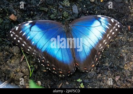 Common Blue Morpho Butterfly alias Peleides Blue Morpho, Common Morpho oder The Emperor at the Butterfly Gardens, Middleton Farm, East Sussex, Großbritannien. Stockfoto