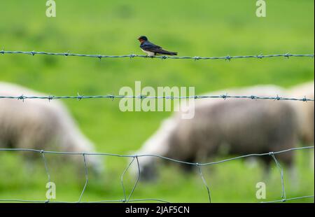 Eine Schwalbe auf einem Stacheldrahtzaun auf Ackerland, Newcastle, Northumberland, Großbritannien. Stockfoto