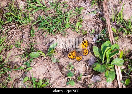 Weibliche Wand braunen Schmetterling, Lasiommata megera, ruht auf dem Boden. Stockfoto
