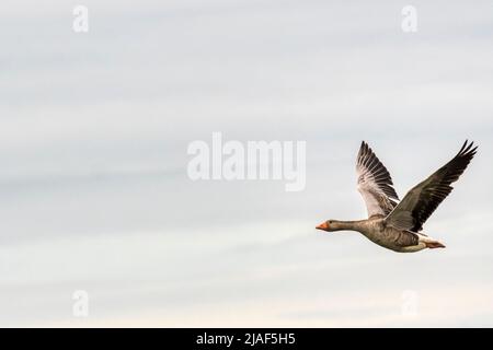 Graugans, Anser anser, fliegen über das Titchwell RSPB Reservat in Norfolk. Stockfoto