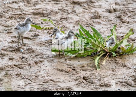 Avocet Chicks, Recurvirostra avosetta, auf dem Süßwasser-Marsch in der Titchwell RSPB Reserve. Stockfoto