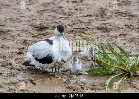 Avocet, Recurvirostra avosetta, brütende Küken auf dem Süßwasser-Marsch im Titchwell RSPB Reserve. Stockfoto