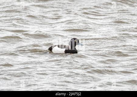 Eine männliche Tuftente, Aythya fuligula, schwimmt auf dem Süßwasser-Marsch im Titchwell RSPB Reserve. Stockfoto