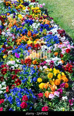 Eine farbenfrohe Blumengrenze, die hauptsächlich aus Stiefmütterchen besteht. Stockfoto