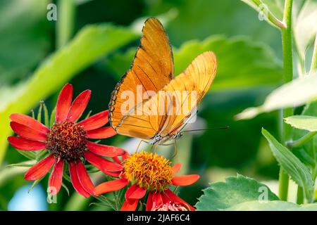 Dryas Julia, auch bekannt als Julia-Schmetterling, Julia Heliconian, The Flame oder Flambeau, ist eine Art von bürstenfußigen Schmetterlingen am Schmetterling Stockfoto