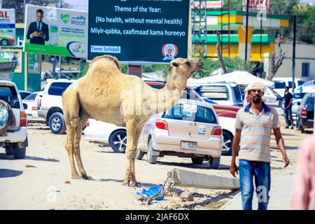 Großes beiges Kamel auf der Hargeisa Street Stockfoto