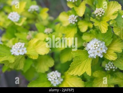 Weiße Blüten von wilden Hortensien Stockfoto