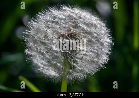 Nahaufnahme eines flauschigen Dandelionenballs. Makrofoto von den Samen der Dandelion Stockfoto