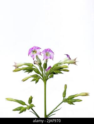 Isolierte Blüten der Tabakpflanze auf einem Ebenen weiß-grauen Hintergrund, dessen wissenschaftlicher Name Nicotiana tabacum ist Stockfoto