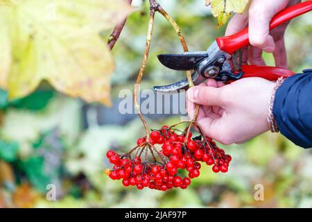 Die Hände eines jungen Mannes schnitten in einem Herbstgarten mit einem Gartenscherer einen Bund rot reifer Viburnum. Speicherplatz kopieren. Nahaufnahme. Stockfoto