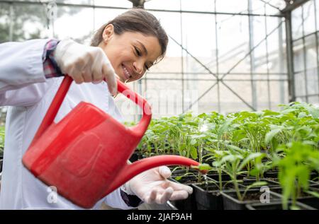 Hübsche junge Frau Agronomin wässert Tomatenpflanzen aus der Wasserkanne im Gewächshaus Stockfoto