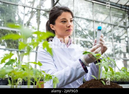 Junge hübsche Frau Agronomin bereitet Chemikalien in Spritze für Experiment auf Keimling und Boden im Gewächshaus Stockfoto