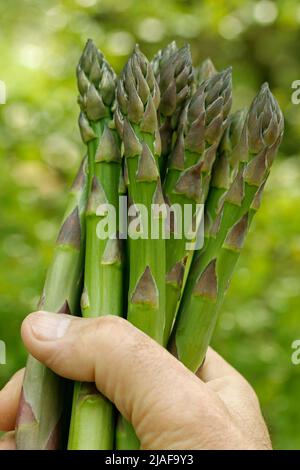 Spargel. Stockfoto
