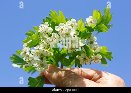 Hawthorn. Crataegus monogyna oder oxyacantha. Stockfoto
