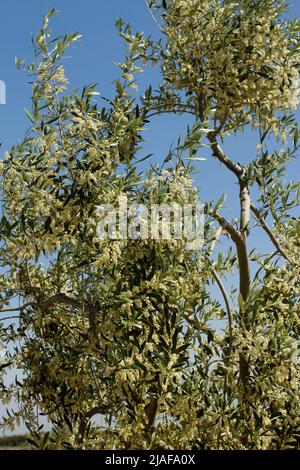 Blumen von Olivenbaum. Lleida, Katalonien, Spanien. Stockfoto