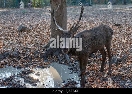 Das männliche Porträt des Rothirsches (Cervus elaphus) aus der Nähe des Hirsches, der durch die Blätter des Zoos geht Stockfoto