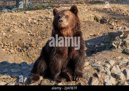 Der Braunbär Ursus Arctos wartet im Zoo auf das Futter Stockfoto