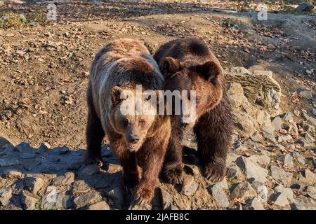 Der Braunbär Ursus Arctos wartet im Zoo auf das Futter Stockfoto