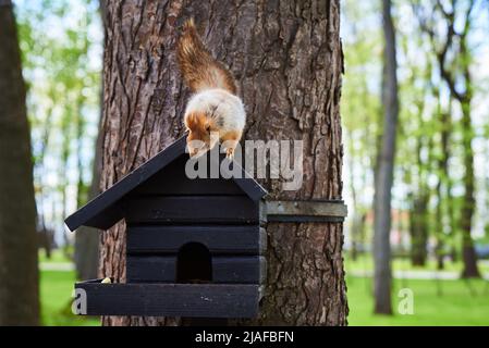 Niedliches neugieriges Eichhörnchen, das auf dem Vogelhaus im Park sitzt und die Kamera anschaut Stockfoto
