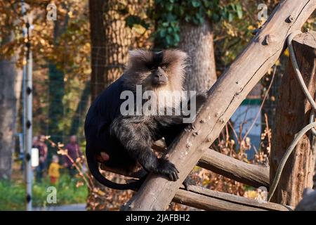 Der Löwenschwanz-Makaken (Macaca silenus), auch bekannt als Wanderoo, der auf einem Baumstamm im Zoo sitzt Stockfoto