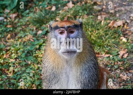 Der gewöhnliche patas-Affe (Erythrocebus patas), der wadi-Affe oder Husar-Affenportrait Stockfoto