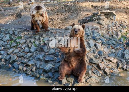 Der Braunbär Ursus Arctos wartet im Zoo auf das Futter Stockfoto