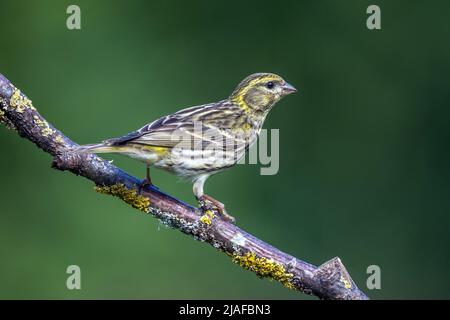Europäische Serin (Serinus serinus), Weibchen auf einem Ast, Seitenansicht, Deutschland, Baden-Württemberg Stockfoto