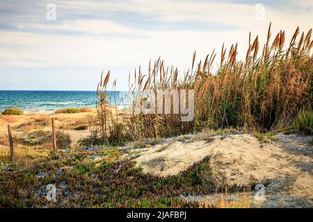 mediterrane Landschaft mit Vegetation über dem Sandstrand Stockfoto