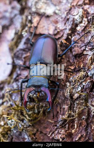 Hirschkäfer, Europäischer Hirschkäfer (Lucanus cervius), Männchen auf Rinde sitzend, Blick von oben, Deutschland, Baden-Württemberg Stockfoto