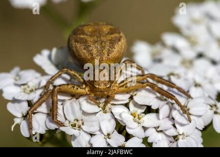 Krabbenspinne (Xysticus spec.), auf blühenden Schafgarben, Achillea millefolium, Deutschland, Baden-Württemberg Stockfoto