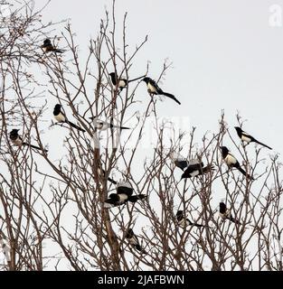 Schwarzschnabelelster (Pica pica), Schar auf einem Baum, Norwegen, Troms Stockfoto