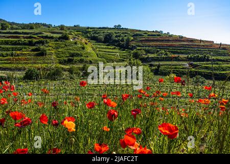 Gemeine Mohnblume, Maisblume, Roter Mohn (Papaver rhoeas), Weinberge in der Nähe von Ihringen am Kaiserstuhl, roter Mohn im Vordergrund, Deutschland, Stockfoto