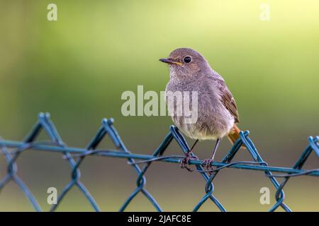 Schwarzer Rottanz (Phoenicurus ochruros), Weibchen, die auf einem Drahtgeflecht-Zaun starren, Deutschland, Baden-Württemberg Stockfoto