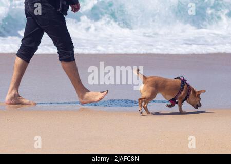 Ein kleiner Hund, der aus der Leine läuft und den Sand in der Nähe des Besitzers schnüffelt, auf einem Spaziergang am Strand entlang der Küste Stockfoto