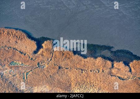 Schilfzone entlang der Weser, 04/18/2022, Luftaufnahme, Deutschland, Niedersachsen, Langluetjen Stockfoto