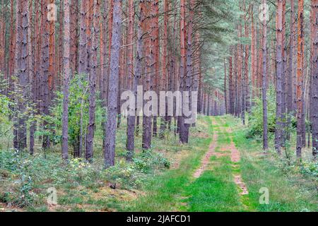 Schottenkiefer, Schottenkiefer (Pinus sylvestris), Waldweg durch einen Kiefernwald an einem verschwommenen Tag, Deutschland, Mecklenburg-Vorpommern, Muritz Stockfoto