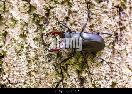 Hirschkäfer, Europäischer Hirschkäfer (Lucanus cervius), Männchen auf Rinde sitzend, Blick von oben, Deutschland, Baden-Württemberg Stockfoto