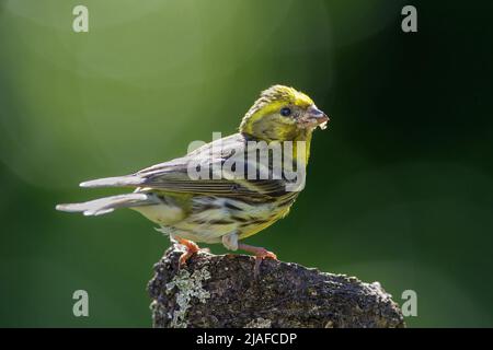 Europäische Serin (Serinus serinus), Weibchen auf einem Baumstumpf, Seitenansicht, Deutschland, Baden-Württemberg Stockfoto