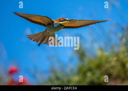 Europäischer Bienenfresser (Merops apiaster), im Flug, Deutschland, Baden-Württemberg Stockfoto