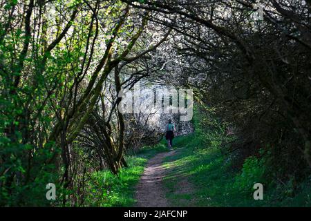 Schlehdorn, Schlehe (Prunus spinosa), Frau, die durch einen langsamen Busch geht, Deutschland, Nordrhein-Westfalen Stockfoto