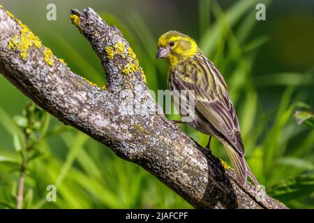 Europäischer Serin (Serinus serinus), männlicher Barsch auf einem alten Zweig, Deutschland, Baden-Württemberg Stockfoto