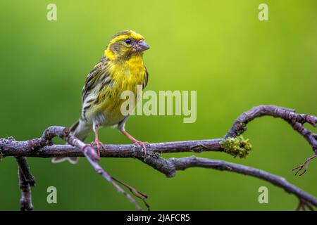 Europäischer Serin (Serinus serinus), männliches Stanzen auf einem Ast, Deutschland, Baden-Württemberg Stockfoto