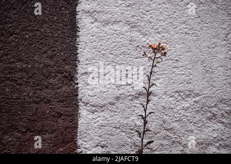 Zweifarbige Zementwand mit rauer Textur, die in zwei unebene Teile in weißen und braunen Farben unterteilt ist und vor der eine wilde Blume wächst Stockfoto